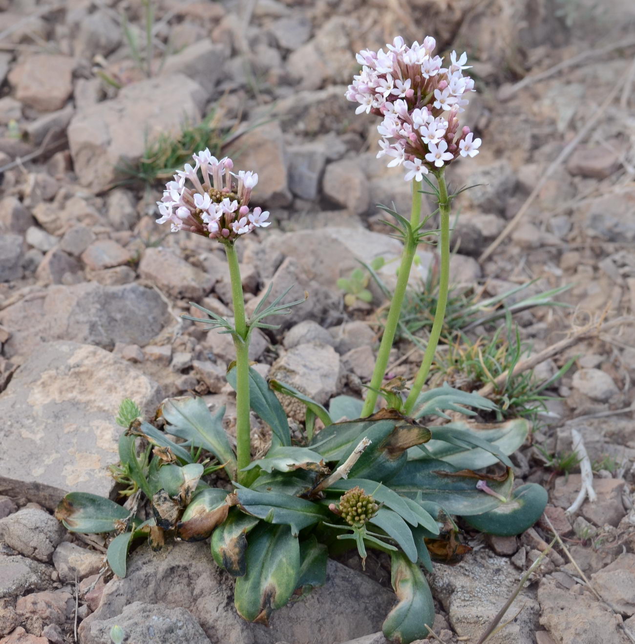 Изображение особи Valeriana chionophila.