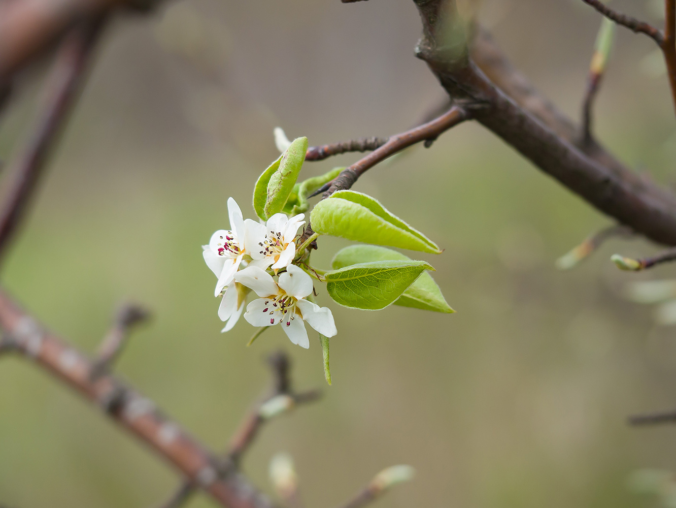 Изображение особи Pyrus caucasica.