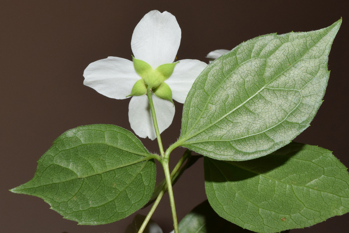 Изображение особи Philadelphus coronarius.