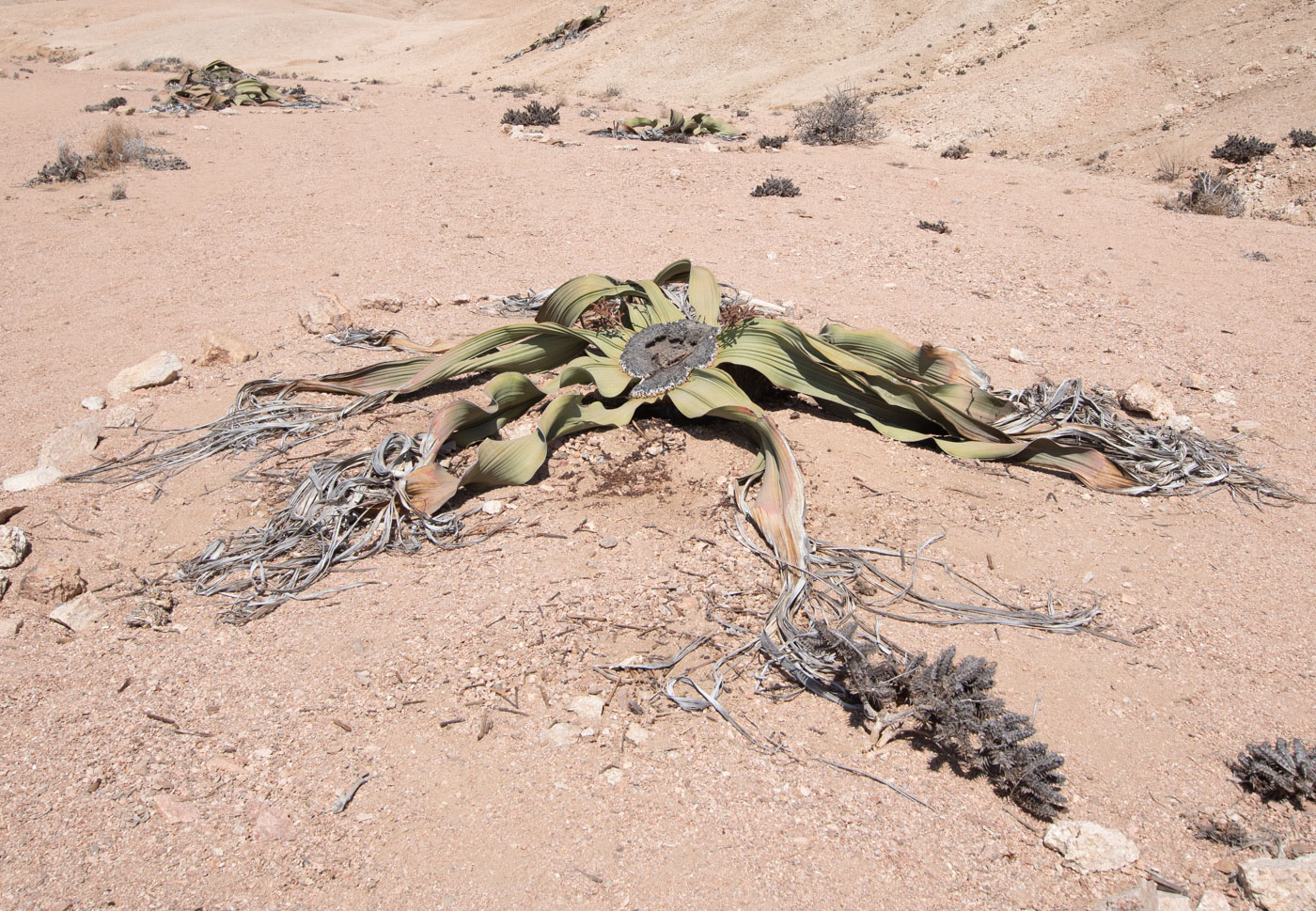Изображение особи Welwitschia mirabilis.