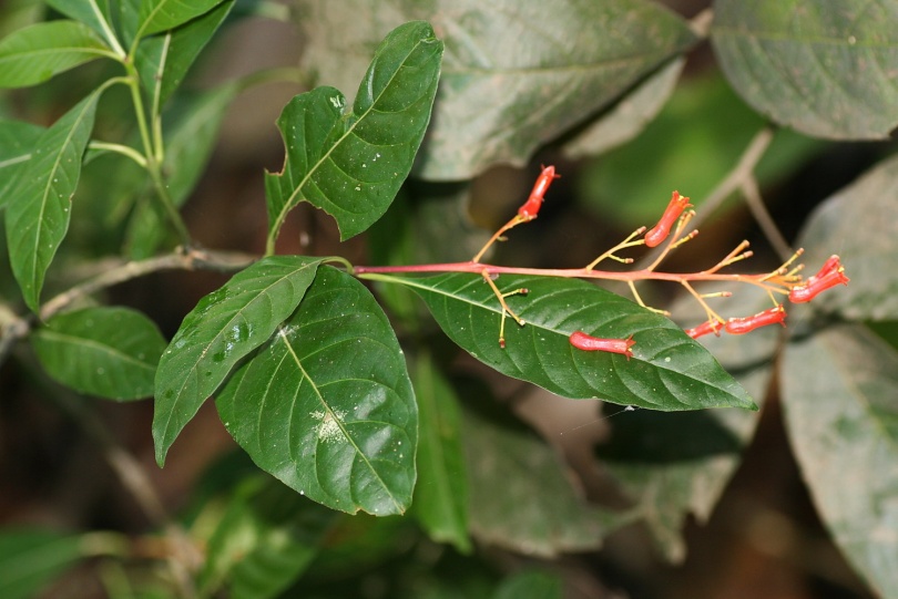 Image of Palicourea crocea specimen.