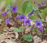 Viola tenuicornis