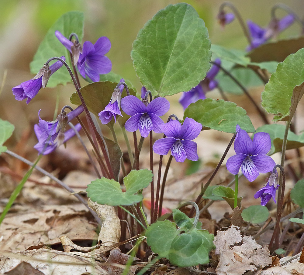 Image of Viola tenuicornis specimen.