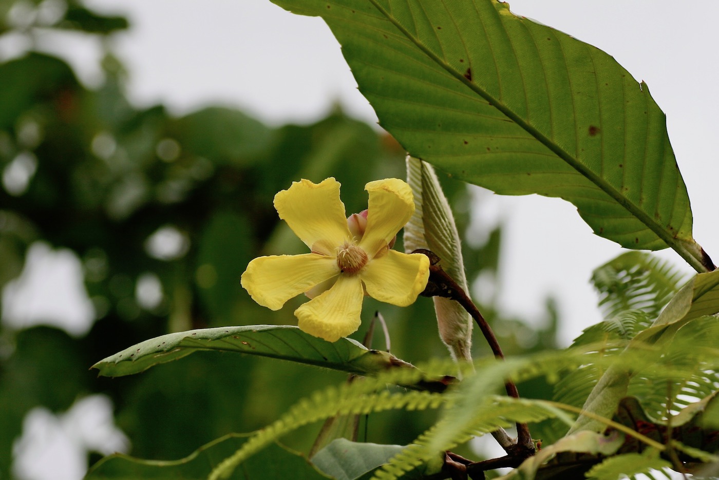 Image of Dillenia suffruticosa specimen.