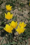 Tulipa kolpakowskiana