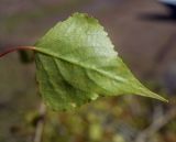 Populus nigra