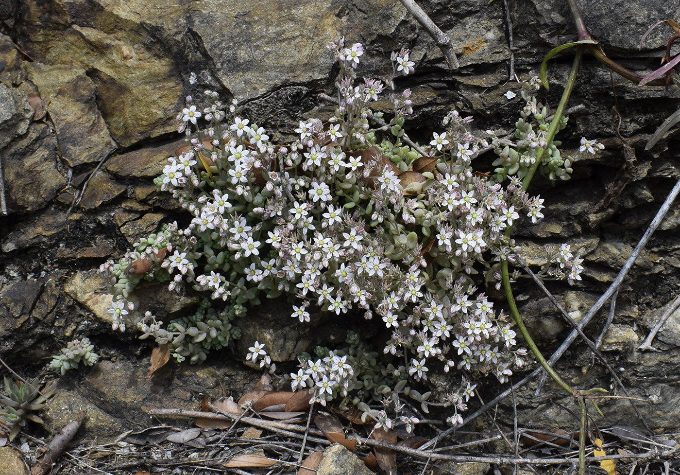 Изображение особи Sedum dasyphyllum.