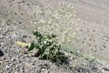 Crambe schugnana. Цветущее растение (на переднем плане внизу Chesneya ternata). Таджикистан, Согдийская обл., Исфаринский р-н, г. Шураб, глинисто-щебнистый адыр. 30 апреля 2019 г.