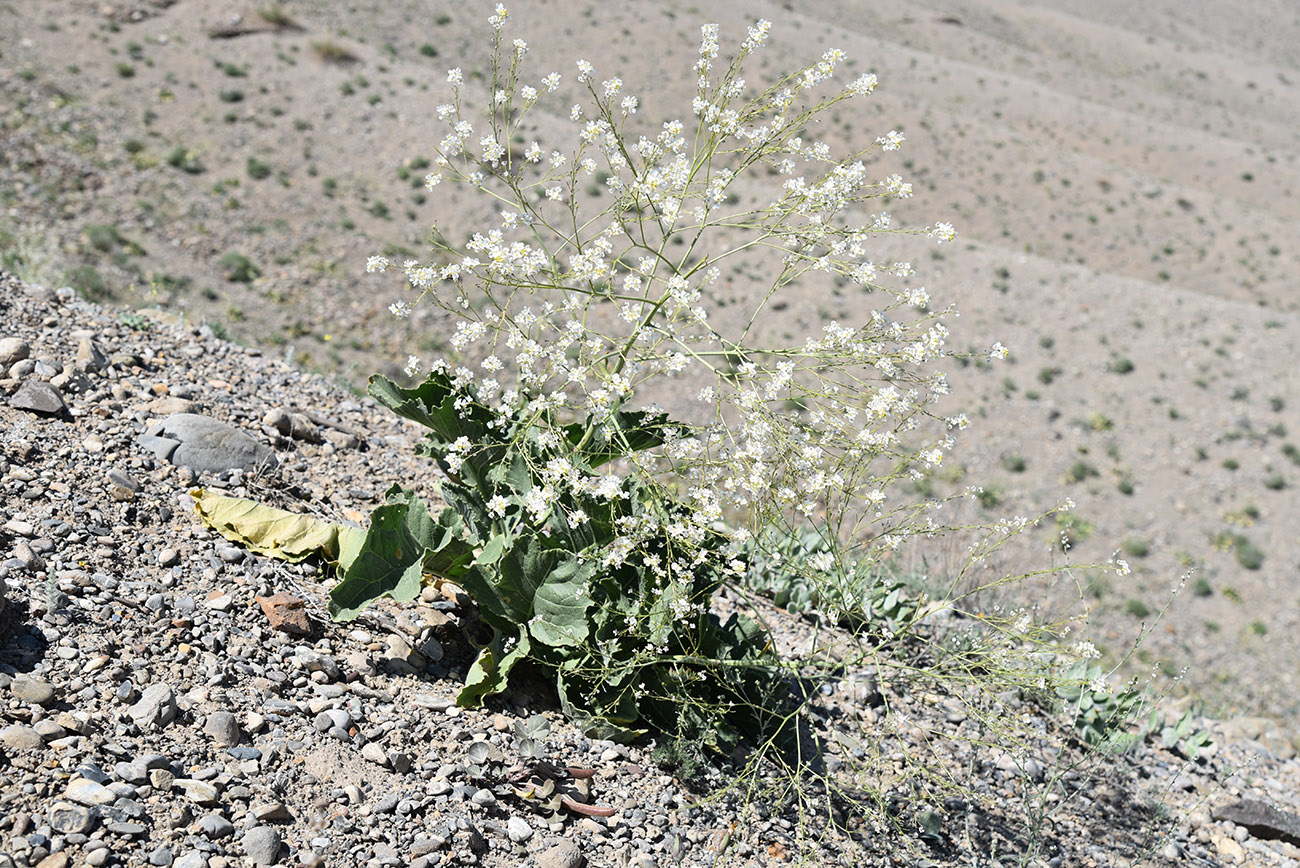 Изображение особи Crambe schugnana.