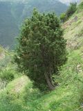 Juniperus oblonga. Взрослый куст. Кабардино-Балкария, Эльбрусский р-н, окр. с. Нейтрино, ок. 1900 м н.у.м., каменистый склон. 08.07.2020.