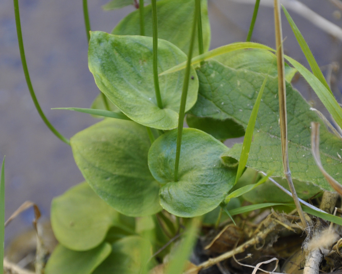 Image of Parnassia palustris specimen.