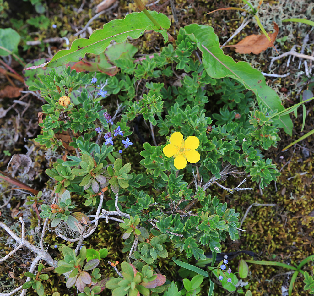 Image of Dasiphora fruticosa specimen.