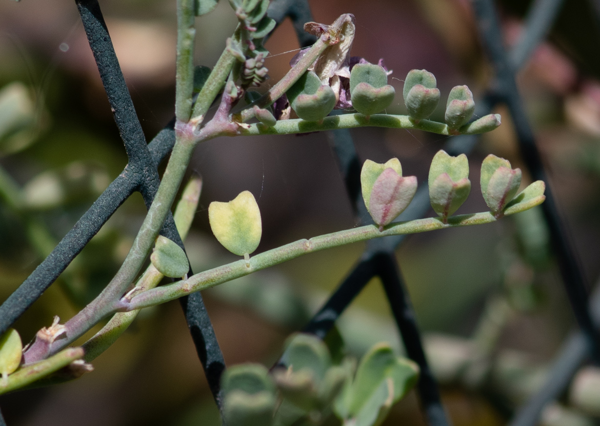 Изображение особи Coronilla viminalis.