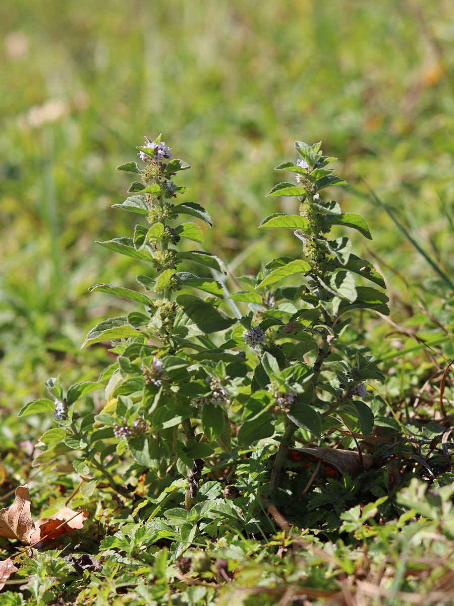 Image of Mentha arvensis specimen.