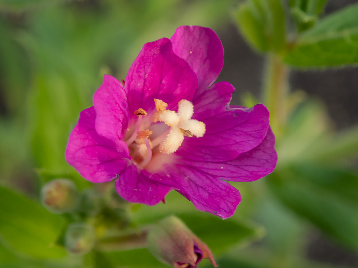 Изображение особи Epilobium hirsutum.