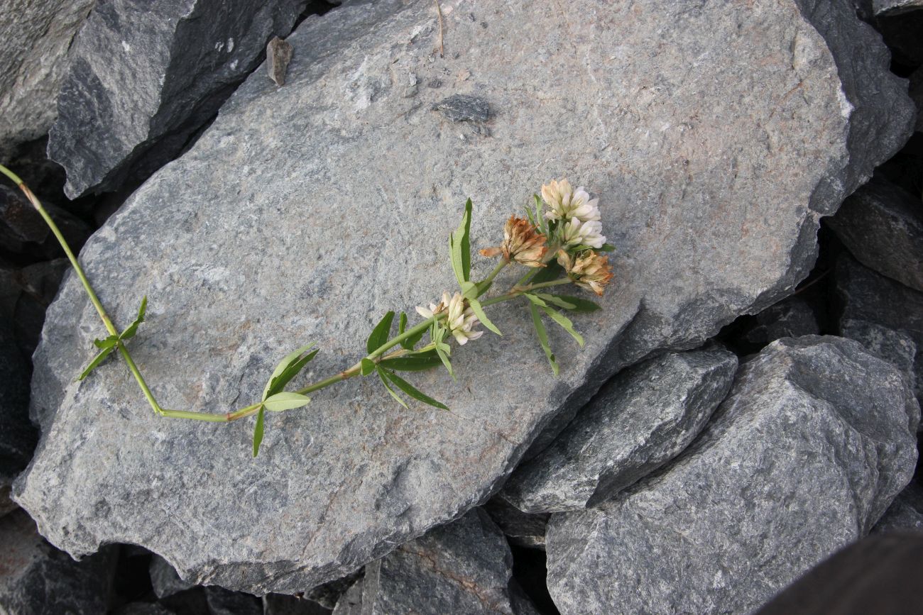 Image of Trifolium lupinaster specimen.