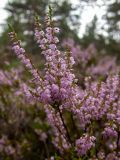 Calluna vulgaris. Верхушка цветущей веточки в каплях росы. Тверская обл., Кимрский р-н, окр. дер. Бурцево, поляна в сосновом бору. 01.08.2020.