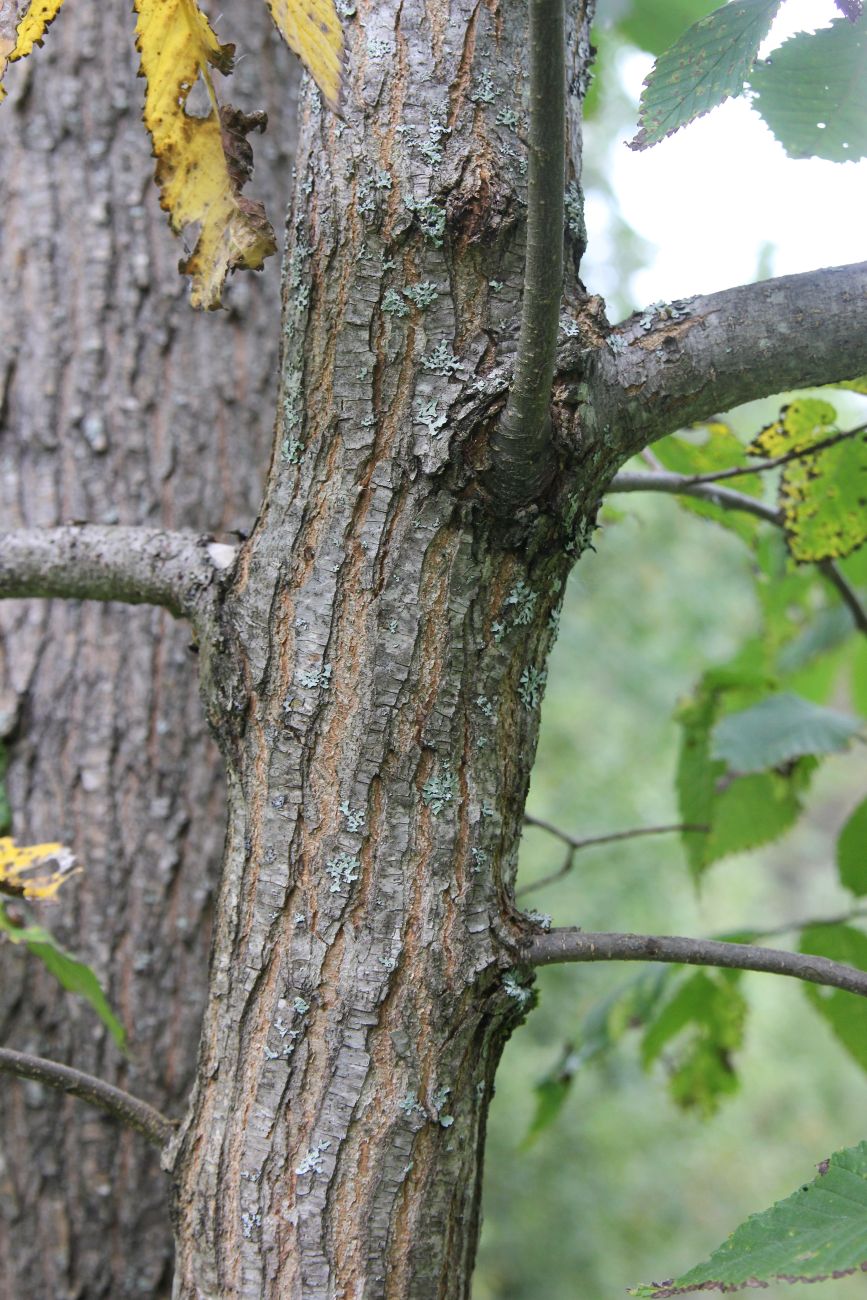 Изображение особи род Ulmus.