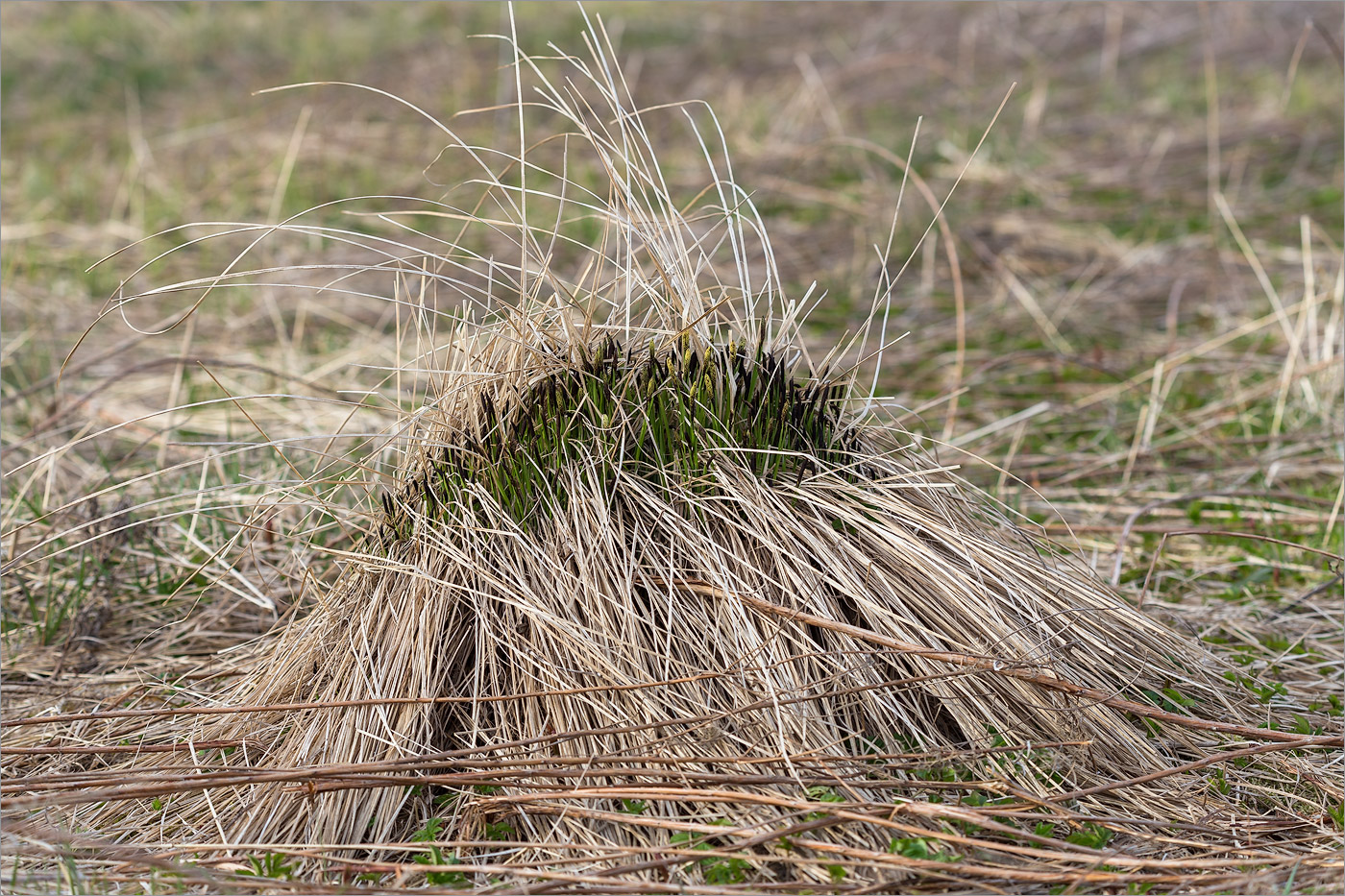 Изображение особи Carex cespitosa.