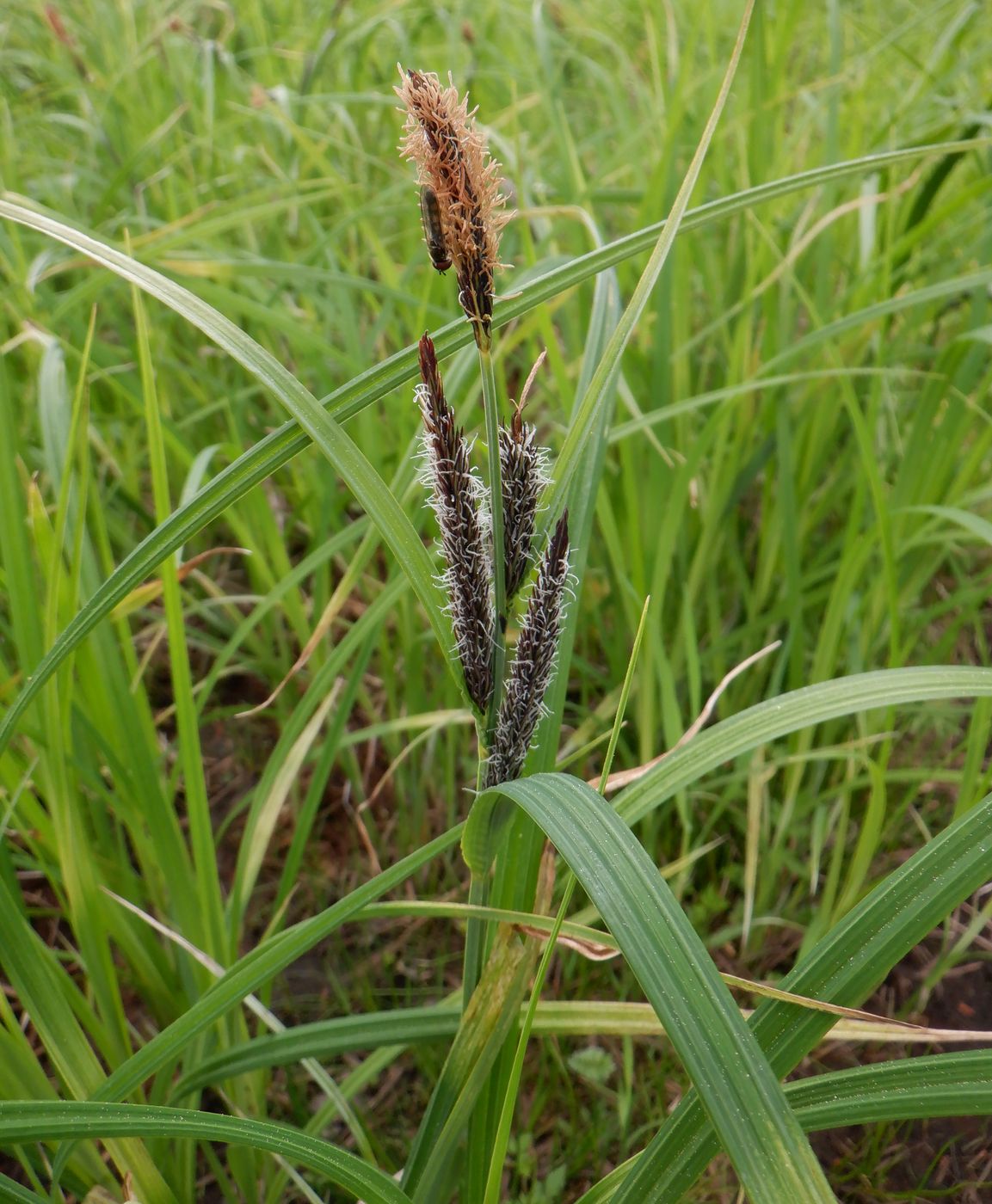 Изображение особи Carex riparia.