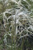 Stipa lessingiana. Верхушки побегов с плодами. Республика Татарстан, Спасский р-н, окр. пос. Приволжский, левый берег р. Волга, борт глубокого оврага. 29.05.2019.