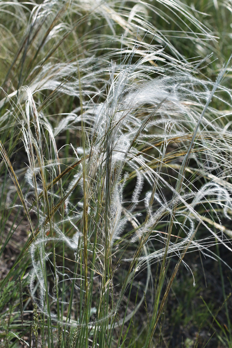 Image of Stipa lessingiana specimen.