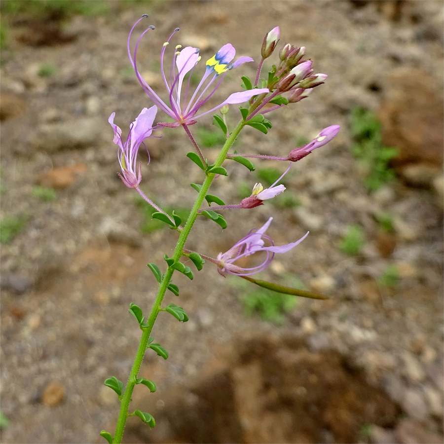 Image of Cleome maculata specimen.