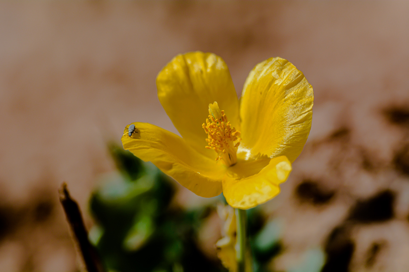 Image of Glaucium fimbrilligerum specimen.