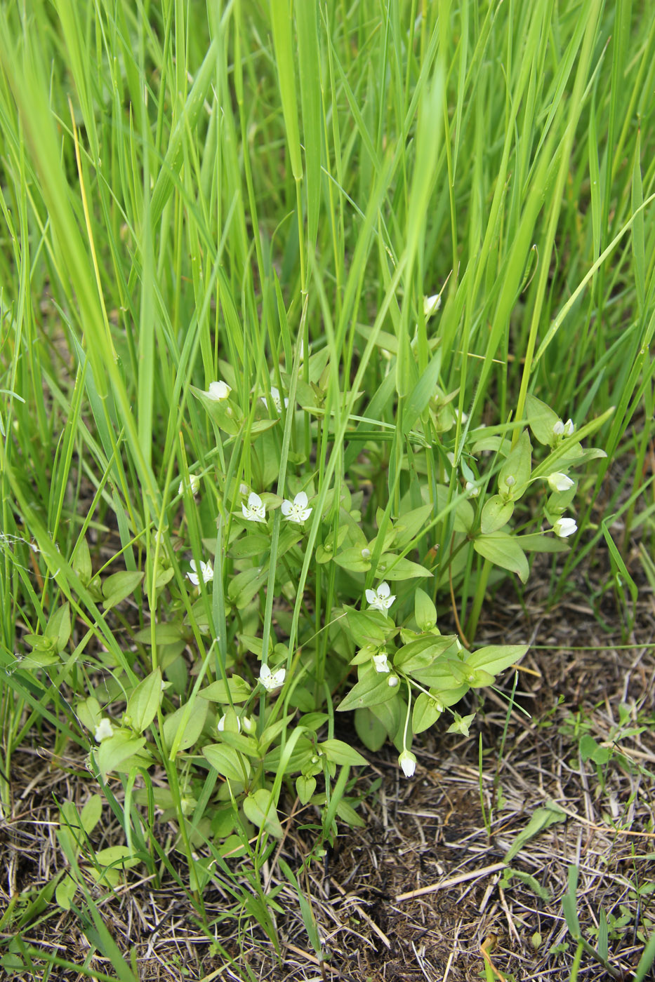 Изображение особи Anagallidium dichotomum.