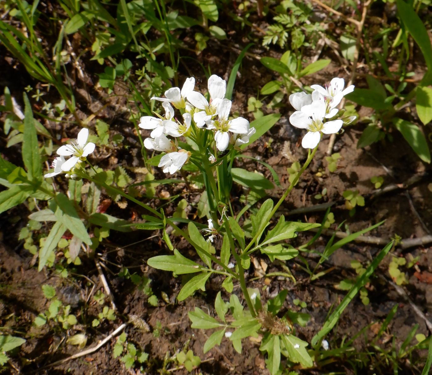 Изображение особи Cardamine amara.