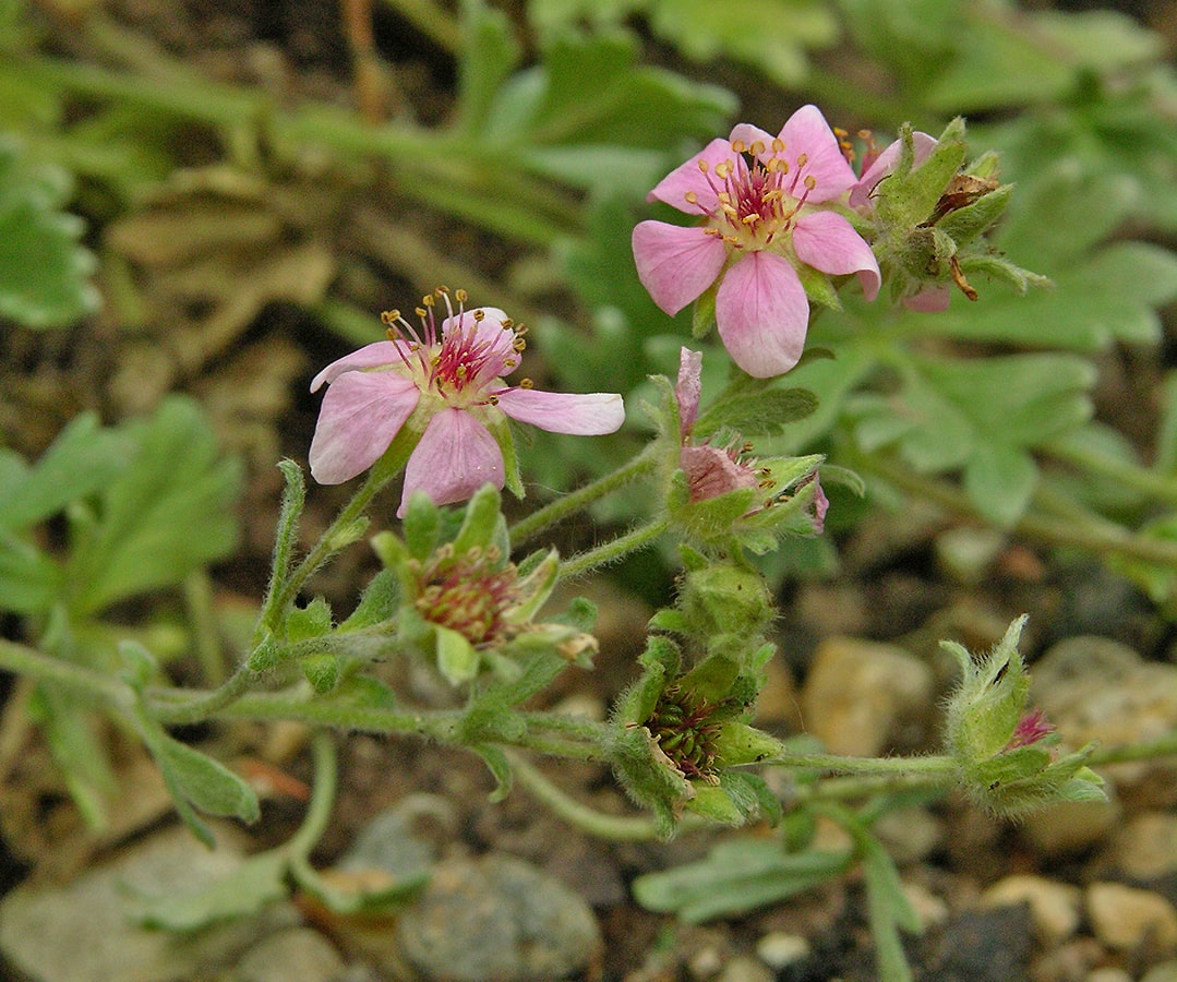 Image of Potentilla porphyrantha specimen.