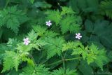 Geranium robertianum. Верхушка цветущего растения. Тульская обл., окр. пос. Дубна, долина р. Дубна, низинный луг. 11.06.2017.