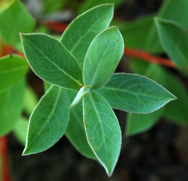 Изображение особи Chosenia arbutifolia.