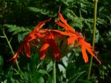 Lychnis fulgens