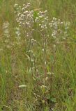 Erigeron acris
