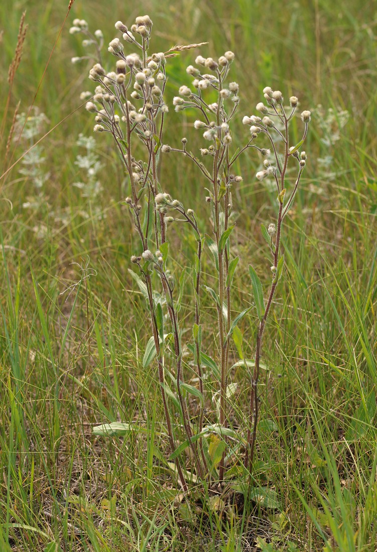 Image of Erigeron acris specimen.