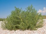 Salsola soda