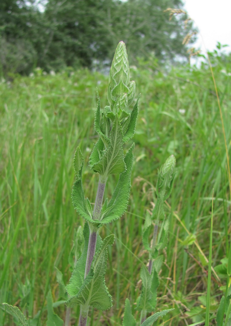 Изображение особи Salvia tesquicola.