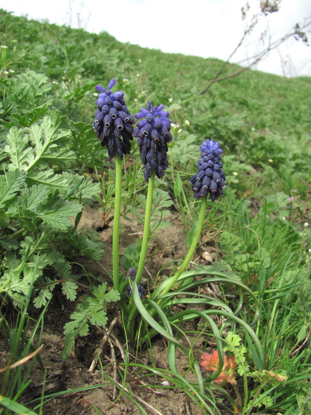 Изображение особи Muscari neglectum.