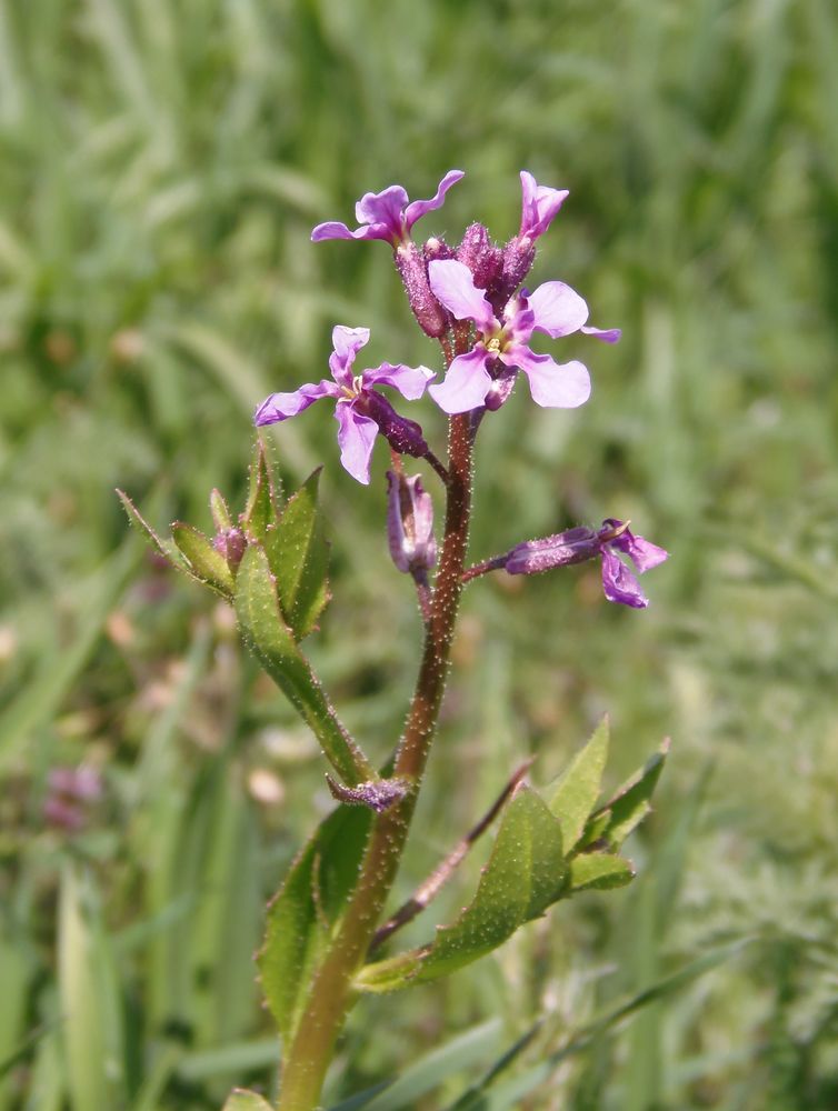 Изображение особи Chorispora tenella.