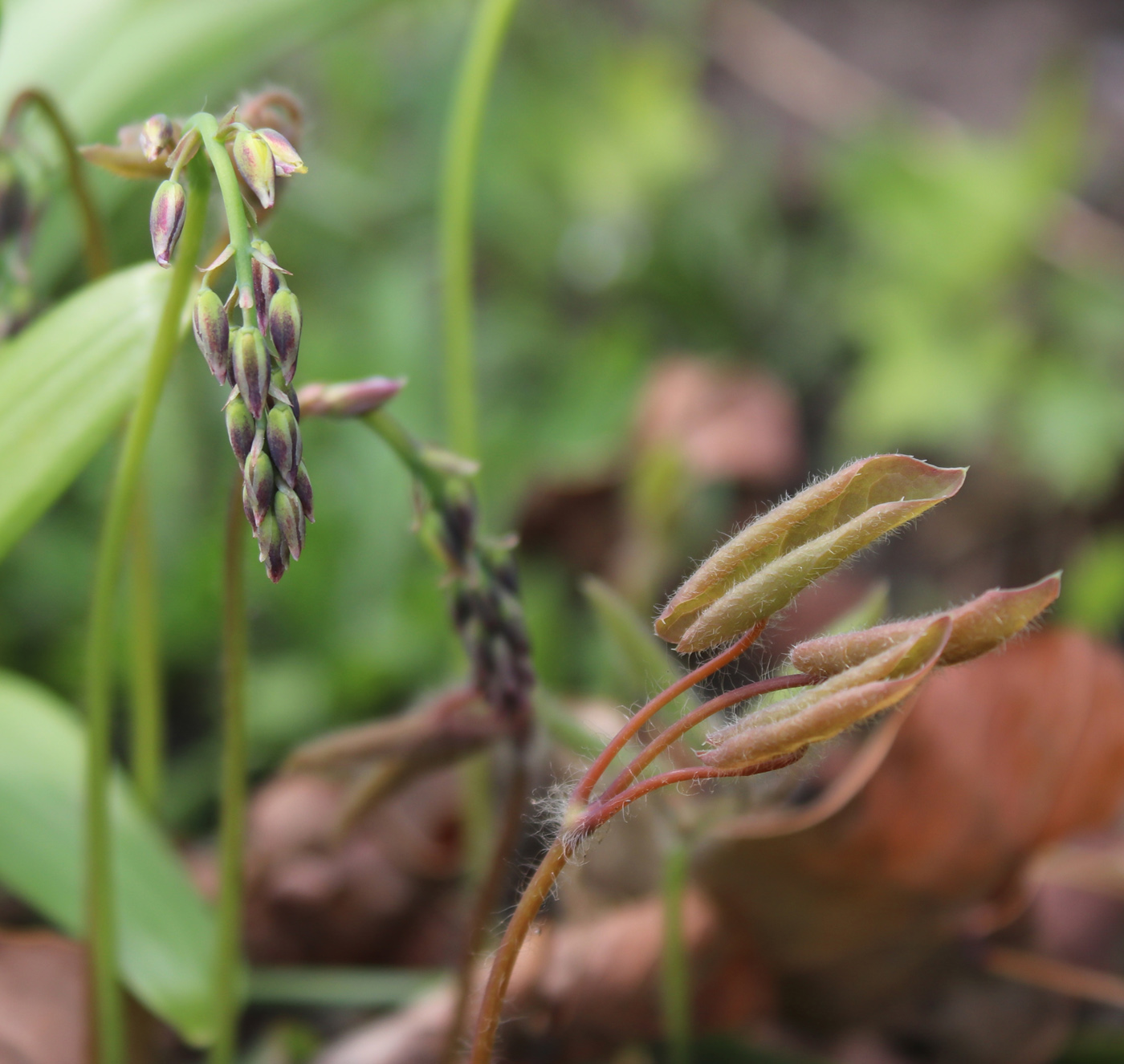 Image of Epimedium colchicum specimen.