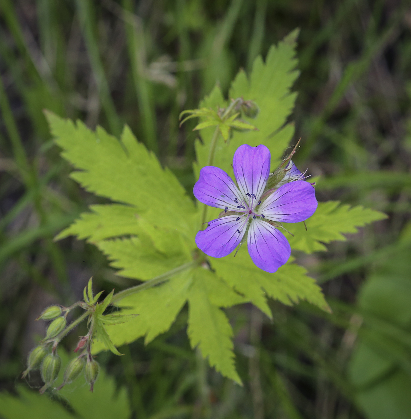 Изображение особи Geranium sylvaticum.