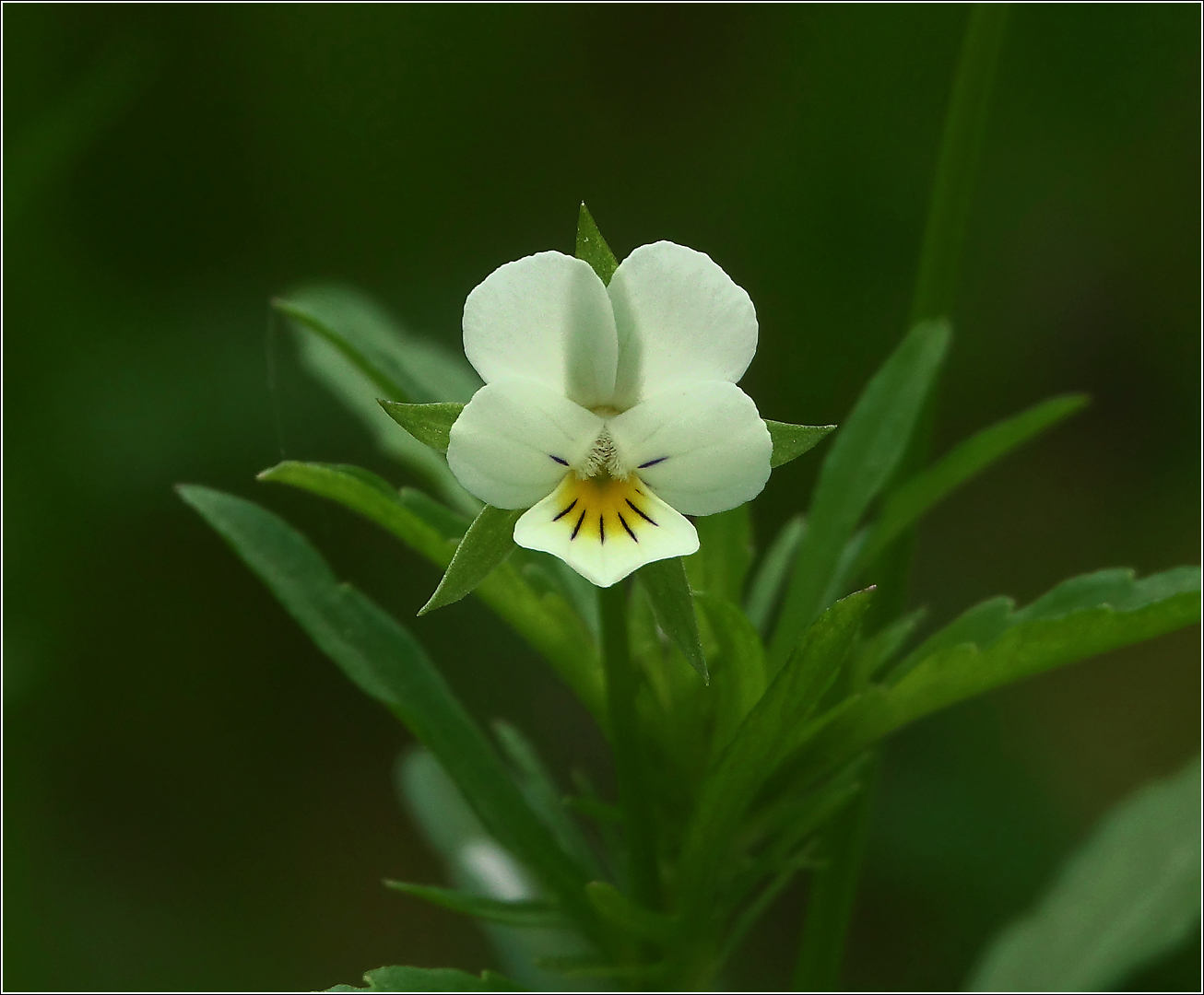 Image of Viola arvensis specimen.