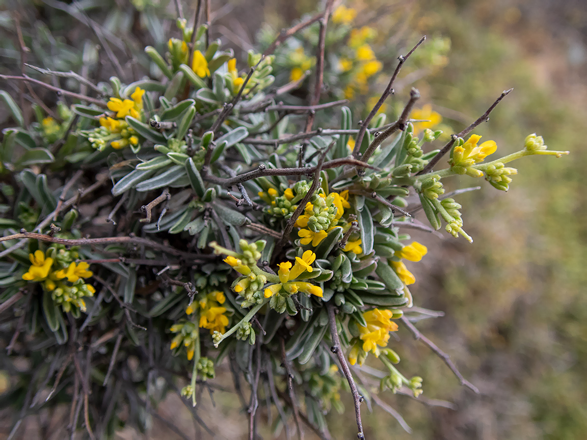 Image of Anthyllis hermanniae specimen.