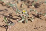 Tribulus terrestris