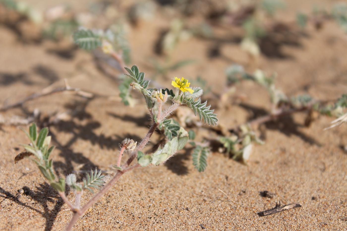 Image of Tribulus terrestris specimen.