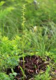 Platanthera tipuloides