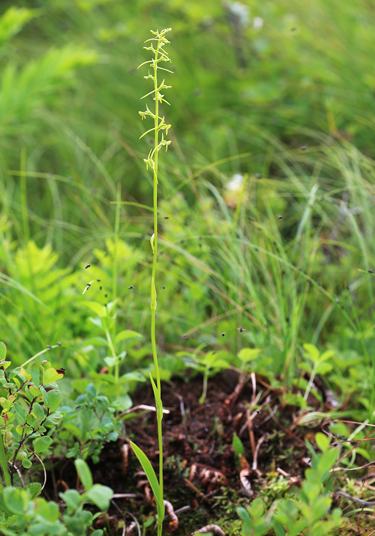 Изображение особи Platanthera tipuloides.