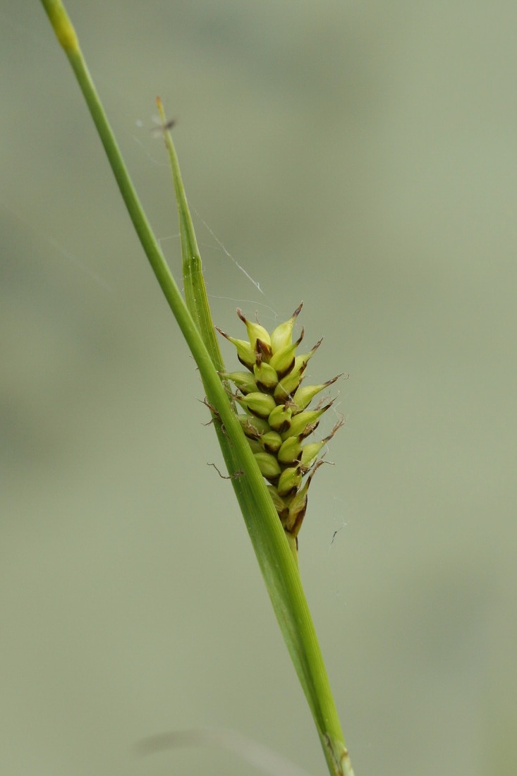 Изображение особи Carex hostiana.