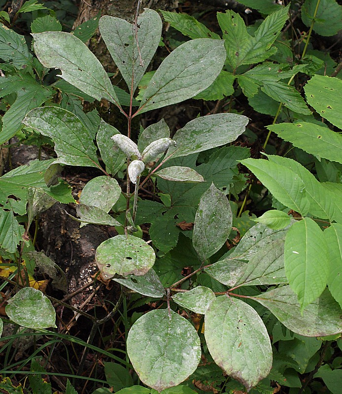 Image of genus Paeonia specimen.